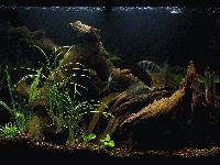 Picture for song 'Hear me out' by artist 'The Moses Explosion'