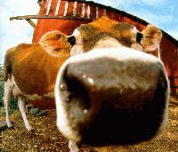 Picture for song 'Sacred Cow' by artist 'The Name'