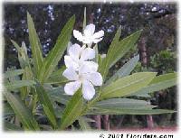 Picture for song 'White Oleander' by artist 'The New Delos'