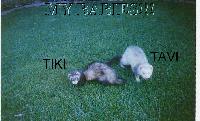 Picture for song '1241 Remixed' by artist 'The Original Los'