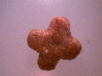 Picture for song 'Caviar from Catfood' by artist 'The Orphans'