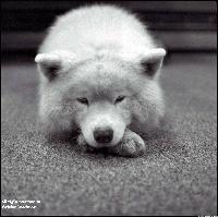 Picture for song 'GangstaPiano' by artist 'the preacher'