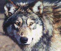 Picture for song 'The Pussy Whipped Show (The Alpha Female & Clubs)' by artist 'The Puzzy Whipped Show'