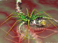 Picture for song 'SPIDER BITE' by artist 'THE REAL DANG BAND'