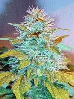 Picture for song 'My Own' by artist 'The Rem'