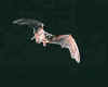 Picture for song 'Animal Instincts' by artist 'the Roadrunner'