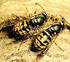 Picture for song 'beehave' by artist 'the Roadrunner'