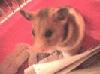 Picture for song 'Fred the Hamster' by artist 'the shrubs'