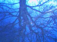 Picture for song 'Rise From Your Grave' by artist 'The SilenceXperiment'