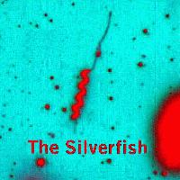 Picture for song 'Not Her Life' by artist 'The Silverfish'