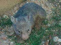 Picture for song 'Rise of the Wombat' by artist 'The Underground Wombat'