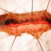 Picture for song 'Beauty Inside' by artist 'The Unhappies'