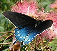 Picture for song 'True for you' by artist 'The Unhappies'