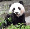 Picture for song 'On All Fours We Stand, The Necrokvlt Anthem' by artist 'The Unholy Horde of Misanthropic Panda Bears Kvlt'