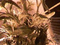 Picture for song 'T-Dogg Day Afternoon' by artist 'The Urban Guerilla Farmerz On Probation'