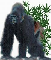 Picture for song 'Unfunkyfunker-updated 12-30 boyee!!' by artist 'The Urban Guerilla Farmerz On Probation'