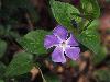 Picture for song 'Wildflower Way' by artist 'The William Drew Affair'
