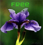 Picture for song 'Free' by artist 'thewolfmixer'