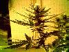Picture for song 'Drunk`n`Loud royal Fam-MyStereoMic`s-ConfesionTime' by artist 'The Woops Crew'