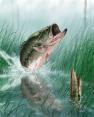 Picture for song 'FFF2 - 13 - Nasty Bass' by artist 'The World'