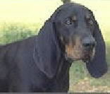 Picture for song 'Full Cry' by artist 'Three Eyed Cat'