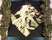 Picture for song 'dirty_south_hustlin' by artist 'THROWED YUNG PLAYA'