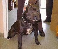 Picture for song 'Swissher & New York' by artist 'THROWED YUNG PLAYA'