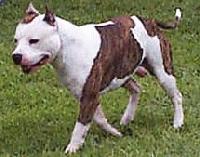 Picture for song 'Texas Finest Smokin N Wreckin' by artist 'THROWED YUNG PLAYA'