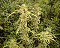 Picture for song '§wî$hå ßlºwå Hî† Êm ÚÞ (®èmî×)' by artist 'THROWED YUNG PLAYA'