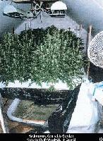 Picture for song '§wî$hå ßlºwå Ð®µñk F®èè$†ýlè (§¢®èw Vè®$îºñ )' by artist 'THROWED YUNG PLAYA'