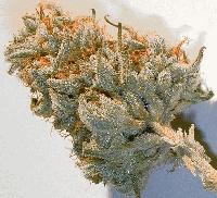 Picture for song '§wî$hå ßlºwå W®è¢k 1' by artist 'THROWED YUNG PLAYA'