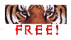 Picture for song 'Rockin' Des' HoEz (Lettin' Hataz Know)' by artist 'Tiger-Jizzy'