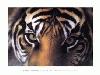 Picture for song 'Got Gatz??' by artist 'Tiger-Jizzy'