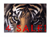 Picture for song 'No Alternative (Head banger)' by artist 'Tiger-Jizzy'