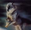 Picture for song 'The Wolf' by artist 'Tiger Williams'