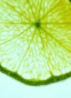 Picture for song 'Limelight' by artist 'Tim Fillpot'