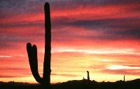 Picture for song 'Goodnight Arizona' by artist 'Tim Hall'