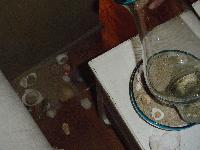 Picture for song 'Dani' by artist 'Timmy Butters'