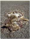 Picture for song 'Horrific rabbit accident!!' by artist 'Todd Erling'