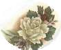 Picture for song 'The Rose' by artist 'Tom Tripp'