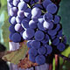 Picture for song 'Abiding in the Vine' by artist 'Tony Gardner'