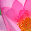 Picture for song 'Sniffing Flower' by artist 'Totally Wackness Entertainment'