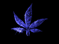 Picture for song 'san G - Put it Down' by artist 'Tr3 4 Productionz'