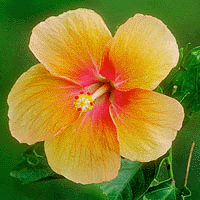 Picture for song 'You've Never Been Loved By Me Before' by artist 'Trailer the Farcer'