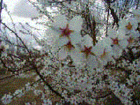 Picture for song 'Jazzy' by artist 'TranceMissions'