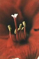 Picture for song 'black muck, blue flowers' by artist 'treemoss'