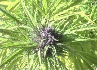 Picture for song 'My Smokin' Song' by artist 'TripLe xpLiciT Crew'