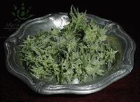 Picture for song 'New Buddah' by artist 'Triumph (Prophet)'