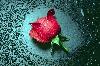 Picture for song 'Ghetto Rose Feat Trulala' by artist 'TruLala'