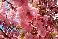 Picture for song 'Sweet Berlin (Springtime)' by artist 'TruLala'